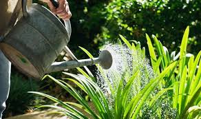 Watering in the morning (before 10 a.m.) is the best time for your lawn; When To Start Watering Garden Plants In Spring The Best Time Of Day To Water Flowers Express Co Uk