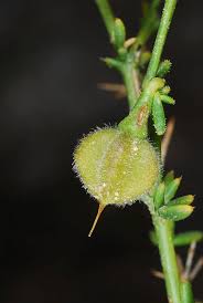 Image result for Fagonia isotricha