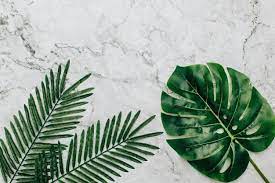 Download Tropical Plants On A Marble Background For Free Marble Background Green Leaf Background Plant Background