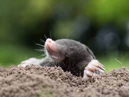 How can you identify a mole? Get Rid Of Moles Not So Fast The English Garden