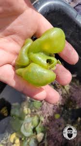 Image result for Dicoma macrocephala