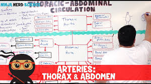 circulatory system arteries of the thorax abdomen flow chart