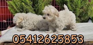 Maltipoo Yavru Fiyatlari 05412625853