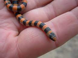 We did not find results for: Western Groundsnake Sonora Semiannulata Idaho Fish And Game