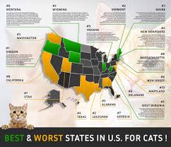 California's 'fisher cat' newest victim of poison from illegal pot farms. Best And Worst Usa States For Cats And Owners 2021