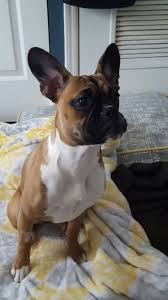 Black And White Boxer Bulldog Mix Boxer French Bulldog Mix All Ears Boxer Dogs Virtual Puppy Dogs And Puppies