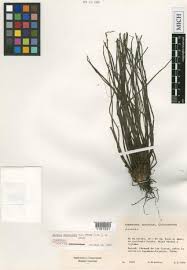 Image result for Isoetes alstonii