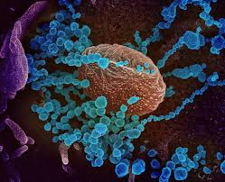 The antibody cocktail is not yet available to the general public. Regeneron S Investigational Antibody Cocktail Granted Fda Eua For Preventing Covid 19 Covid 19 Hospimedica Com