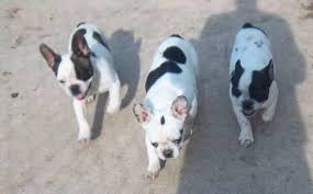 The french bulldog should be on the short list of breeds for anyone who lives without a vast tract of suburban backyard. Frenchton Puppies For Sale Wisconsin