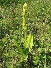 Image result for Liparis mulindana