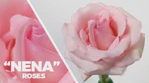 Maintained by dale goodwin (contributor 47376754). Jftv Nena Pink Roses With Mike Youtube