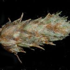 Image result for Fuirena pachyrrhiza