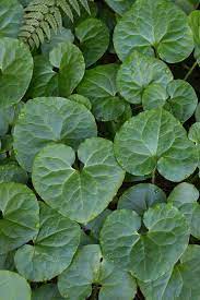 Pacific Northwest Native Plant Profile Western Wild Ginger Asarum Caudatum Real Gardens Grow Natives