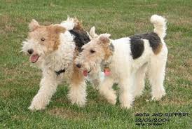 We are dealling with nature. Wire Fox Terrier Dog Breed Information And Pictures