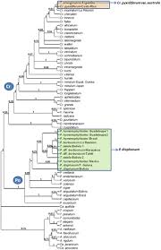 Image result for Crepidomanes inopinatum