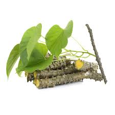 Image result for Tinospora orophila