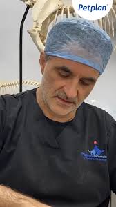 There are so many benefits of owning a dog, both mentally and physically.  We spoke to writer and podcast host, Emily Dean, about how bringing Raymond  into her life has helped her