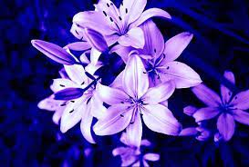 Purple flowers that look like lilies. Purple Tiger Lily S By Xxemptysoulxx On Deviantart Tiger Lily Flowers Lily Flower Beautiful Flowers Garden