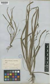 Image result for Pycreus cuanzensis