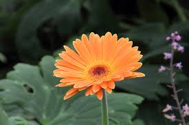 Image result for Gerbera jamesonii