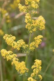 Image result for Galium verum