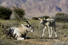 He was formerly a member of the outclaws and a soldier in burn 's army. Archives Des Addax Sahara Conservation Fund