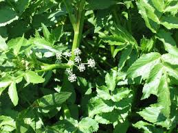 Image result for Afrosciadium