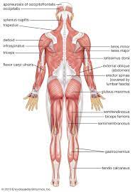 The abdominal and back muscles maintain the spine's natural curves. Human Muscle System Functions Diagram Facts Britannica