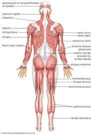 The muscles labelled in the anterior muscles diagram shown above are listed in bold in the following table Human Muscle System Functions Diagram Facts Britannica