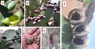 Ripe ones are more red and will easily release (and now you might want to do a search on how to remove cactus thorns. Scavenger Crows Spread Seeds Of Invasive Prickly Pear Cacti Centre For Invasion Biology
