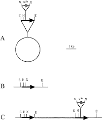 Difference between duramax eh and hx : Rhizobitoxine Production By Bradyrhizobium Elkanii Enhances Nodulation And Competitiveness Onmacroptilium Atropurpureum Applied And Environmental Microbiology