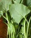 Chakota Soppu Buy In Bangalore This greeny vegetable is most concentrated source of nutrition. chakota soppu buy in bangalore