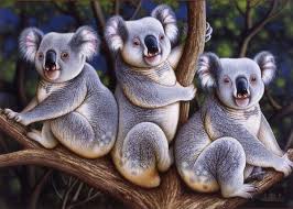 Koalas Animals Koala Bear Koalas