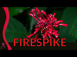 Image result for Odontonema cuspidatum