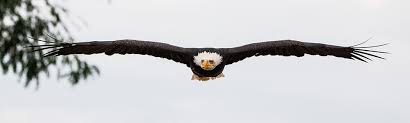 Find bald eagles picture with searchinfonow.com. Power And Strength The Bald Eagle Nature Canada
