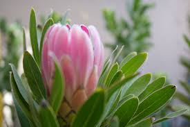 Image result for Platycoryne protearum