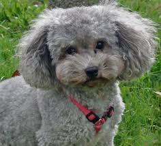The miniature poodle has a distinctive fine, frizzy, wooly coat similar in texture to sheep's wool. Duray The Miniature Poodle Puppy Images Teacup Poodle Puppies Poodle Puppy