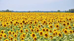 Kebun bunga matahari ini termasuk yang paling hits saat ini. Awalnya Ditanam Sebagai Penghasil Makanan Cari Tahu Fakta Seru Bunga Matahari Yuk Semua Halaman Bobo