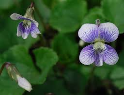 Apr 28, 2021 · common meadow violet (viola sororia) is the new jersey state flower. Common Blue Violet Viola Sororia Willd