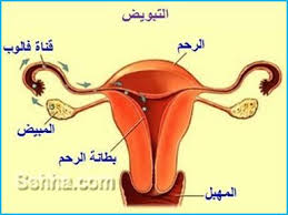 ملف كامل عن الإلتهابات المهبلية ريموووو