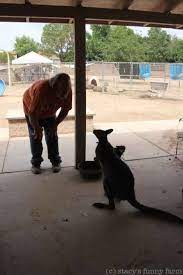 Pin On Animals Capybaras