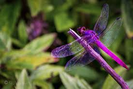 Black And Purple Dragonfly Kl Newman Photography Dragonfly Images Dragonfly Purple