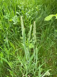 Image result for Holcus lanatus