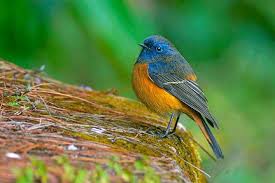 What is the meaning of the name 'jarasandha' in sanskrit? Birds Of Sikkim