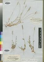 Image result for Urochloa semiundulata