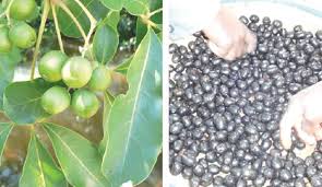 Image result for Vitex payos