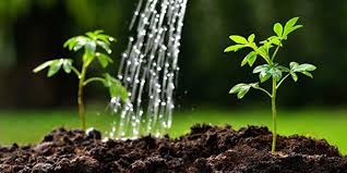 It is very necessary to the environment. Paragraph On Tree Plantation