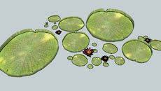 3d Model Of 3d Nenuphar Plante Aquatique Jardin Fleur Eau