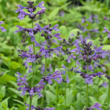 ‚oh wie wunderschön', werden blumenfreude denken, wenn sie zwischen mai und. Salbei Pflanzen Pflegen Und Ernten Mein Schoner Garten