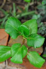 Image result for Pandiaka welwitschii